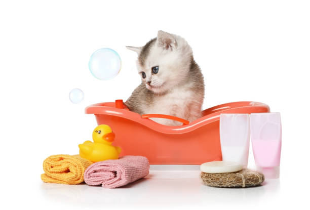 istock Cute little Scottish kitten takes a bath over white 1348365936