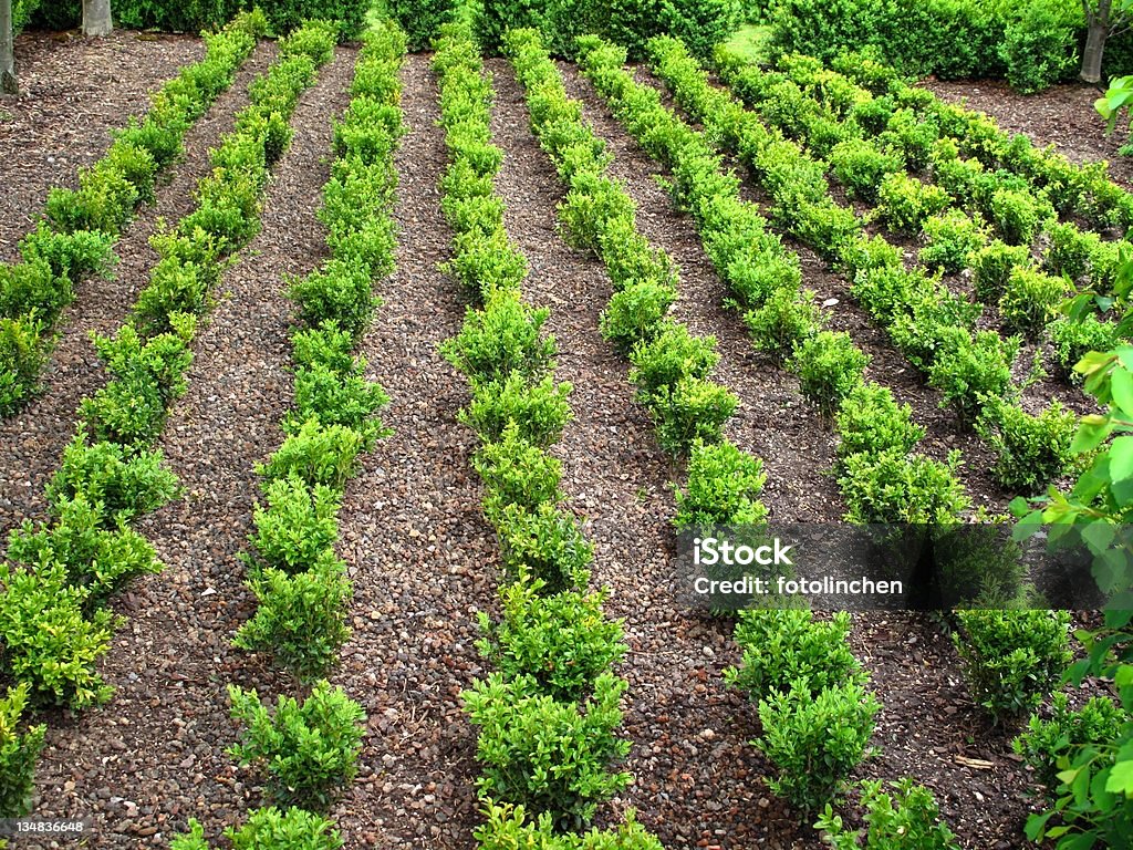 Junge buxus - Lizenzfrei Buchsbaum Stock-Foto