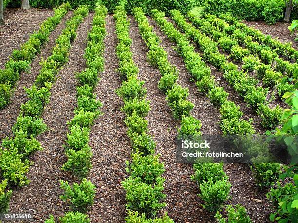 Junge Buxus Stockfoto und mehr Bilder von Buchsbaum - Buchsbaum, Fotografie, Gartenanlage