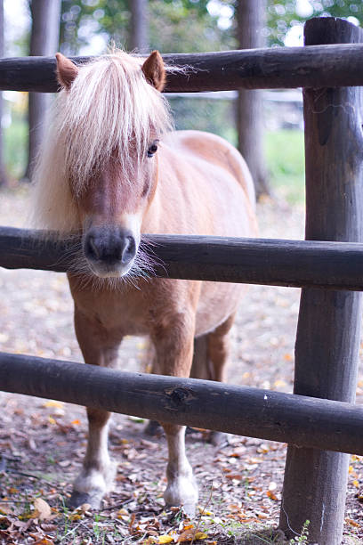 istock red pony behind the fence 134836673