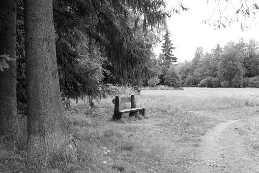 Landscape with a lonely original park bench, spruce forest, beautiful picturesque background. Horizontal frame.