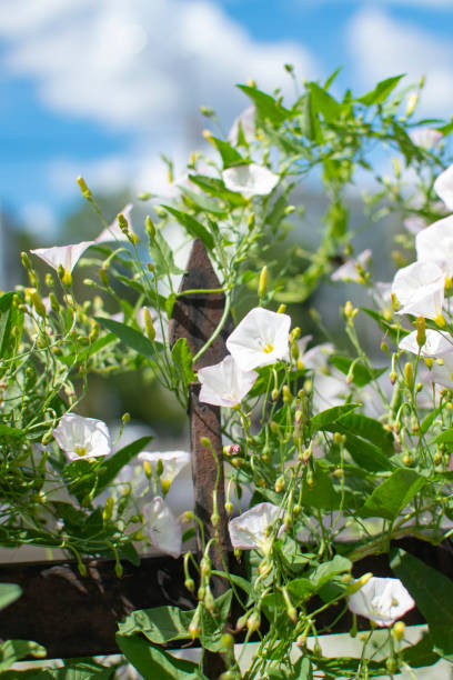 Blooming bindweed on the elements of an old metal fence against a blue sky with clouds. stock photo