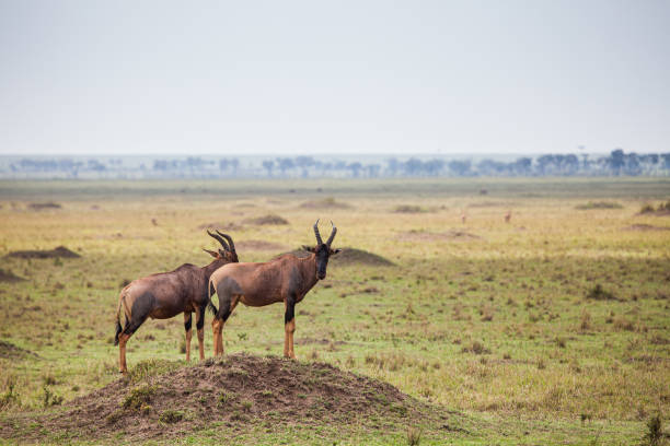 antílope topi de pie en un montículo en el masai mara en kenia - masai mara national reserve masai mara topi antelope fotografías e imágenes de stock
