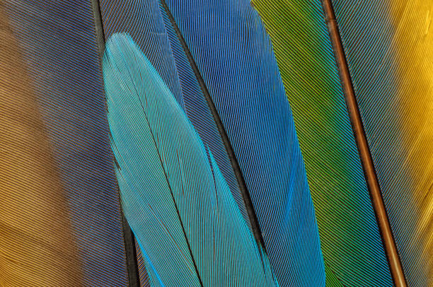 istock Detail of parrot feathers with bright colors. 1348367611