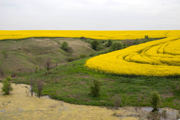 Blooming rapeseed field near city of Haskovo, Bulgaria stock photo