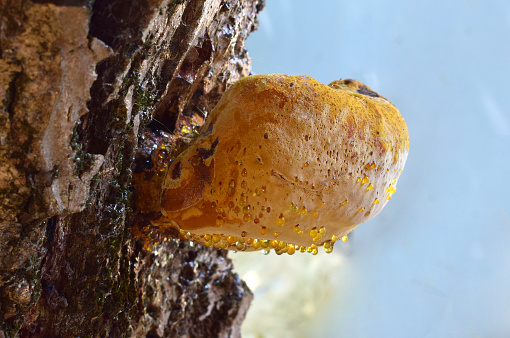 A closeup of a wild mushroom growing on a tree bark. Fomitopsis pinicola.