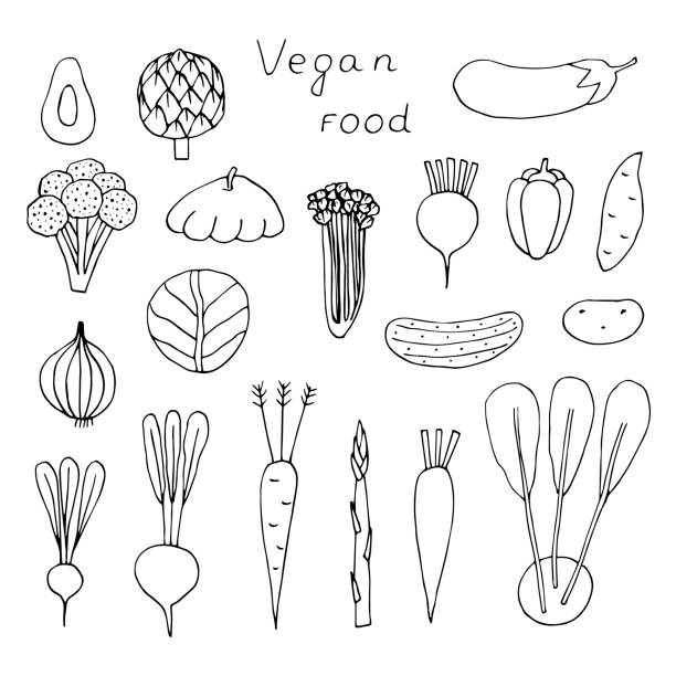 illustrations, cliparts, dessins animés et icônes de ensemble de légumes végétaliens illustration vectorielle, dessin à la main griffonnages - artichoke celery radish kohlrabi