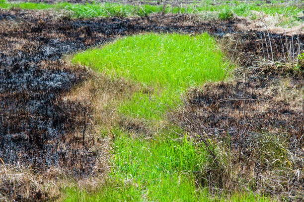 Burnt grass in the field. Spring.