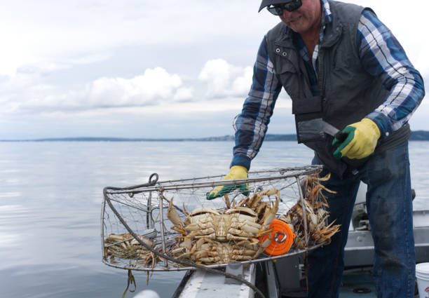 hairy crabs