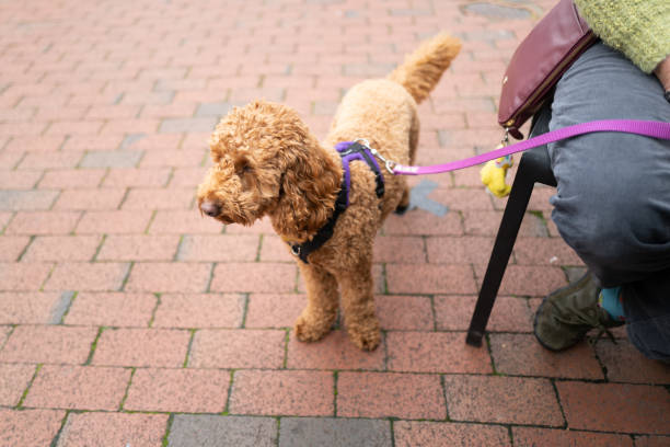 istock Cute miniature poodle dog seen at an outside dining location. 1348370742