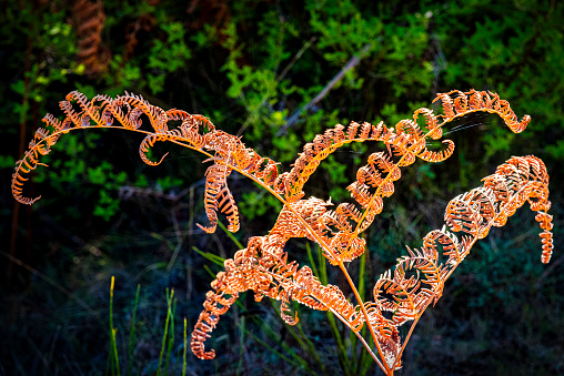 Close-up of a fern in autumn colors