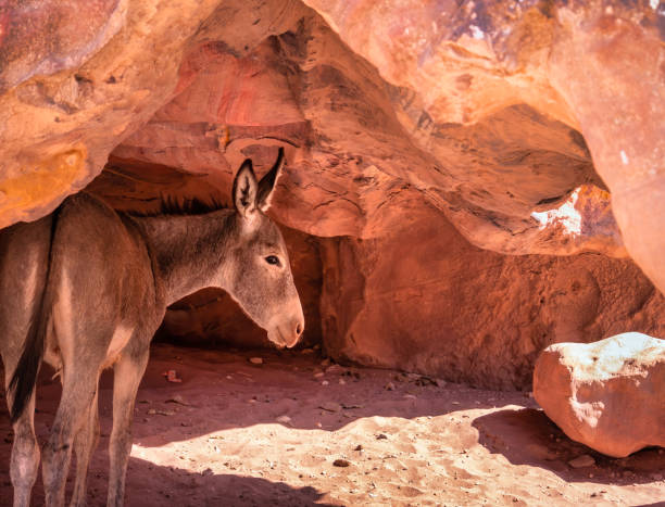 a donkey or mule hiding from the burning sun at the shade of a red sand stone rock in the ancient city of petra, jordan. - hiding donkey mule animal imagens e fotografias de stock