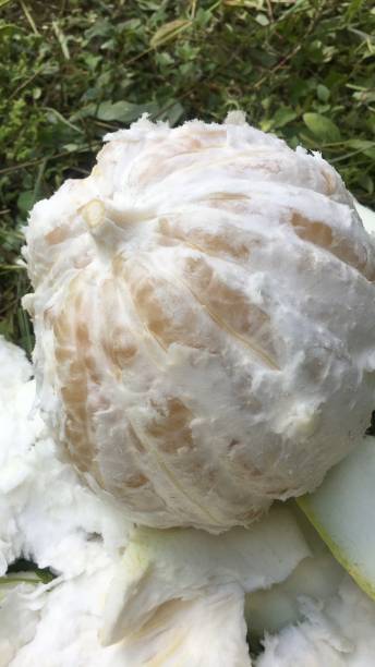 istock Beautiful white pomelo in Thailand 1348375629