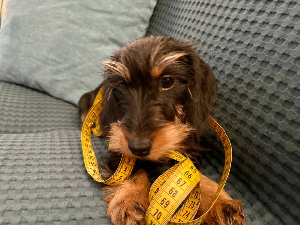istock Small wirehaired kaninchen dachshund plays 1348375634
