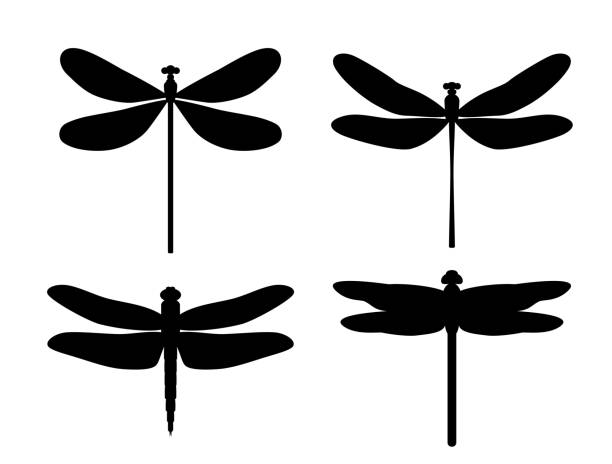 Silhouette dragonfly Black and white set of dragonflies. dragonfly stock illustrations