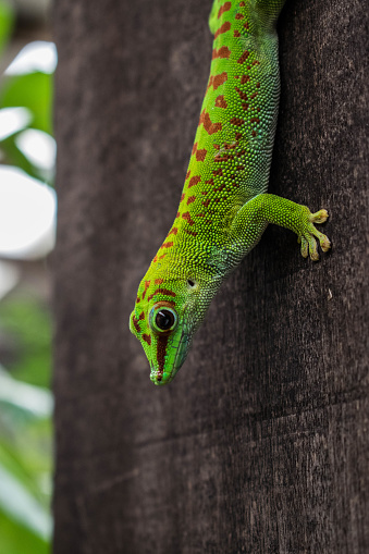 Gecko lizard hanging out on a tree