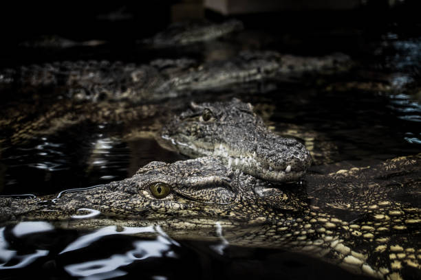 istock Crocodiles floating in the water and resting their heads on each other 1348377621