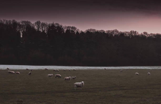 sheep in a frosty snow field with a purple sky at sunset - fog tree purple winter imagens e fotografias de stock