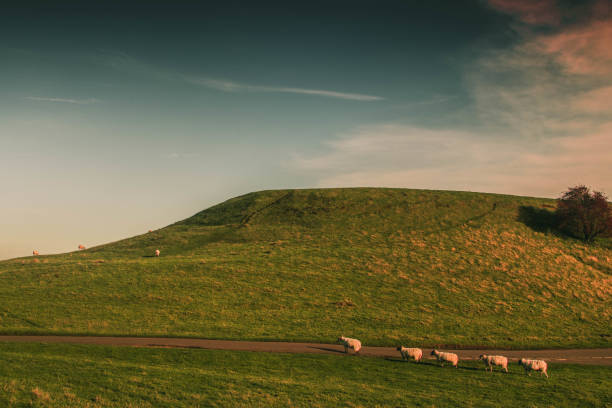 istock Sheep walking in a line through a field with hill at sunset 1348377790