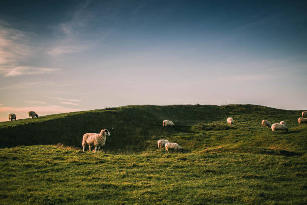 schafe grasen in hügeln blauer himmel sonnenuntergang rosa lämmer - lamb rural scene sheep field stock-fotos und bilder
