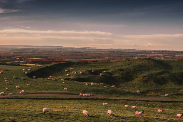 istock Sheep in flock grazing in the hills with view for miles 1348377821