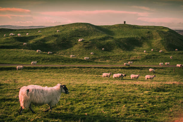 istock Sheep walking through a field in flock with rolling hills and windmill in the background blue pink sky sunset 1348377830