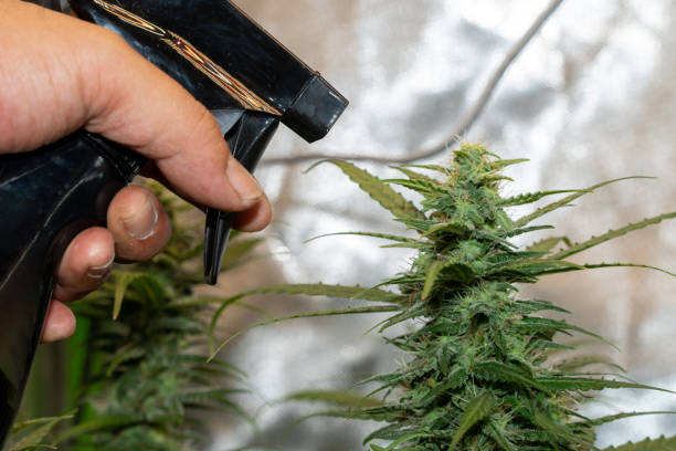 istock small cannabis tree in plant pot with BLACK color sprayer 1348378956