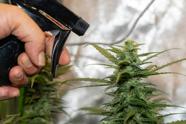small cannabis tree in plant pot with BLACK color sprayer