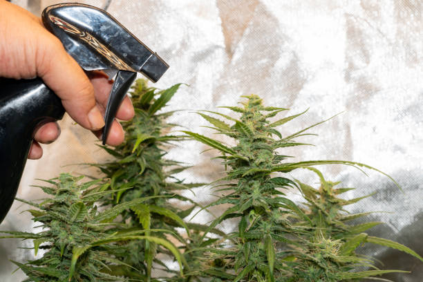 istock small cannabis tree in plant pot with BLACK color sprayer 1348378962