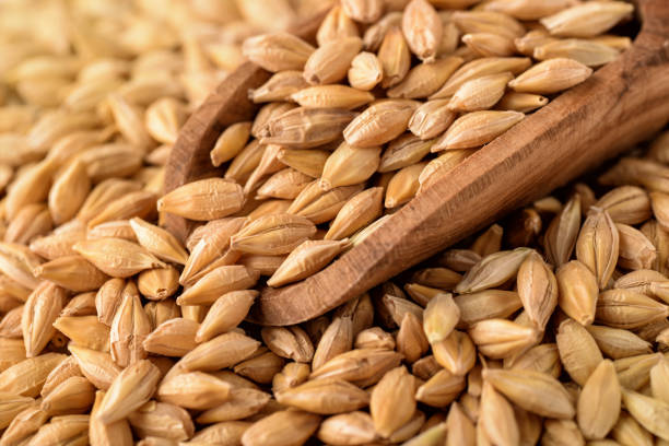 Produção de cevada no Brasil. Imagem: Istockphoto.com Produção de cevada no Brasil. Imagem: Istockphoto.com