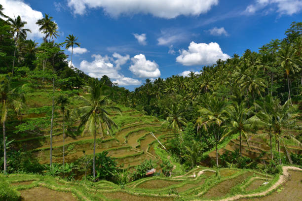 istock Rise terrace at Bali island, Indonesia 1348382089