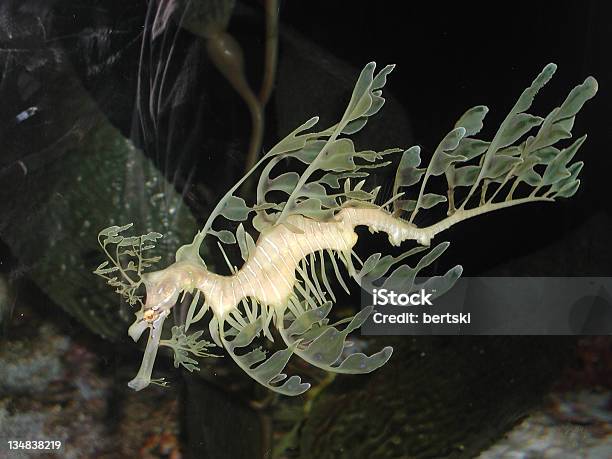 Leafy Seadragon Stock Photo - Download Image Now - Sea Dragon, Aquatic Mammal, Aquatic Organism
