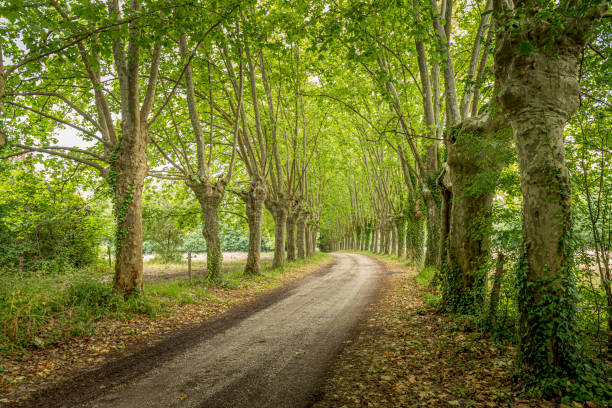 Touristic road in a rural area of France