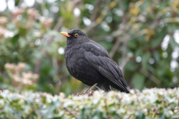 istock A low angle selective focus portrait of a male blackbird perched on a hedge. 1348386215