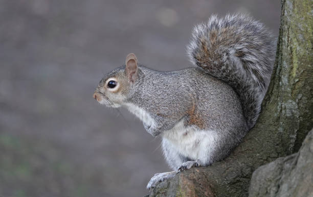 istock A cute selective focus profile shot of a grey squirrel sitting on the base of a tree trunk against a blurred grey background. 1348386490
