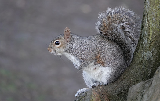 A Douglas Squirrel (Tamiasciurus douglasii) perched in a tree eating. It is sometimes known as the chickaree or pine squirrel. They are found in the Pacific Northwest of North America, including the coastal states of the United States as well as the southwestern coast of British Columbia.