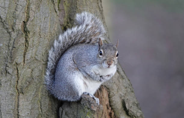 istock A cute shot of a grey squirrel perched on a tree looking forwards and holding its paws to its chest. 1348387012