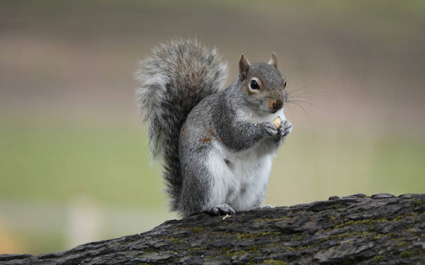 istock A beautiful selective focus shot of a grey squirrel perched on a fallen tree eating a nut against a blurred green background. 1348387046