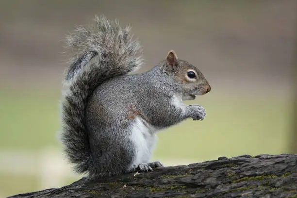 Photo of A delightful profile view of a grey squirrel perching on a fallen tree trunk.