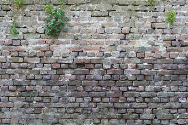 istock old brick walls in the forest overgrown with plants 1348387429