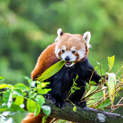 Red panda eating bamboo shoots in a tree. The red panda, or bear-cat, is an endangered species indigenous to China & Nepal.