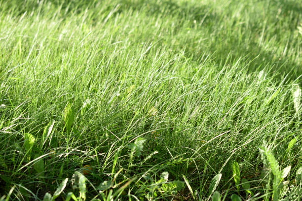 istock Fresh green summer grass in the garden 1348390304