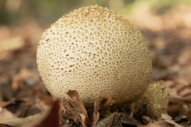 potato bovist among the withered leaves in the forest