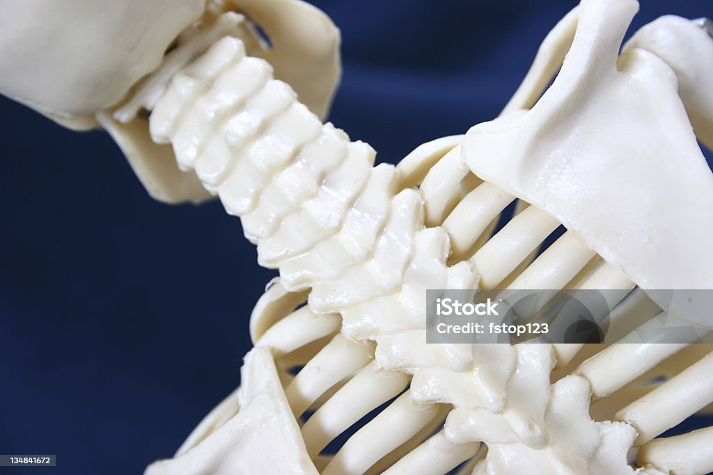 Esqueleto la columna vertebral de la biología de laboratorio. Educación, en montaje tipo aula, la escuela. Primer plano. - Foto de stock de Asistencia sanitaria y medicina libre de derechos