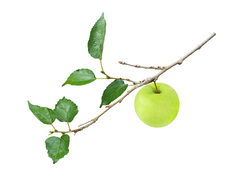 Green apple hanging on branch