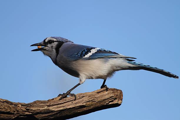 アオカケス - bird bluebird missouri perching ストックフォトと画像