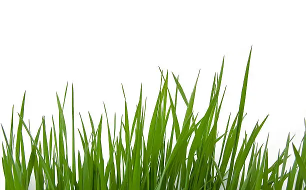 Photo of Grass on White