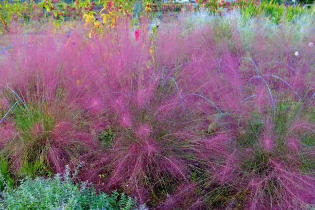 Muhlenbergia capillaris, commonly called pink muhlygrass or pink hair grass, is a clump-forming, warm season, perennial grass that is noted for its attractive summer foliage and spectacular clouds of autumn flowers. Glossy, wiry, thread-like, dark green leaves and stems form an attractive basal clump to 60cm tall. The blooming season is the fall. Masses of airy, open, loosely branched inflorescences, each to 30 centimeters long, in pink to pinkish-red float above the foliage in a lengthy fall bloom.