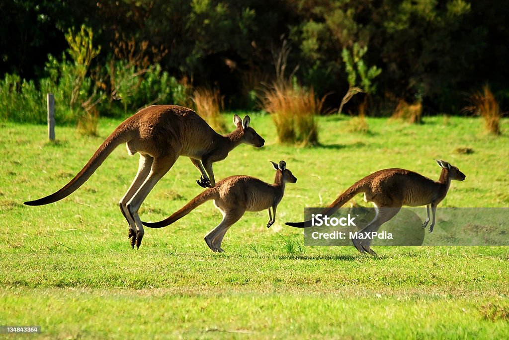 Kangaroos Rodzina Skakanie w naturze - Zbiór zdjęć royalty-free (Kangur)