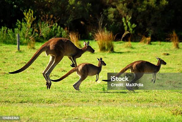 Kangaroos Rodzina Skakanie W Naturze - zdjęcia stockowe i więcej obrazów Kangur - Kangur, Australia, Skakać
